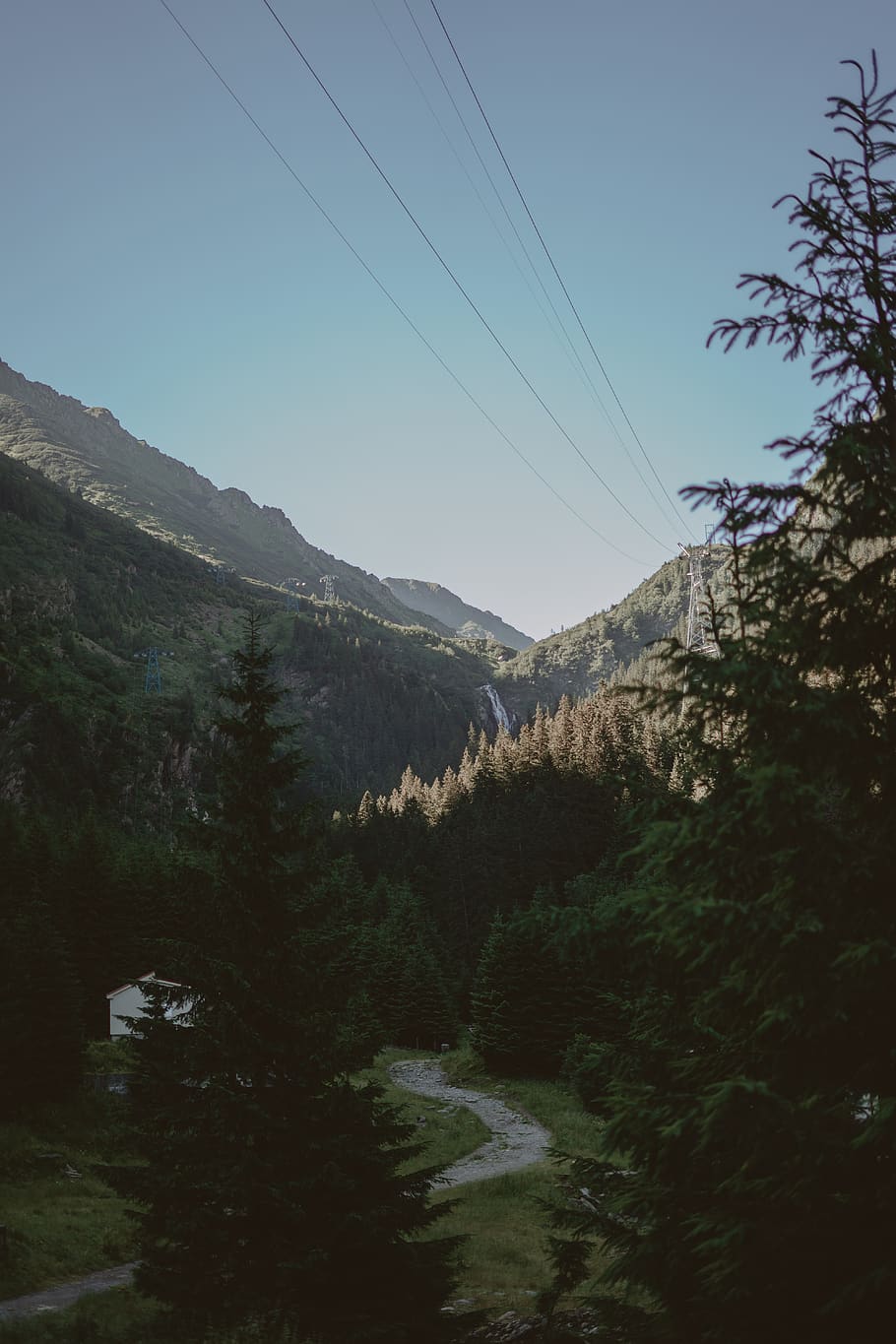 empty road during daytime, tree, plant, abies, fir, conifer, slope HD wallpaper