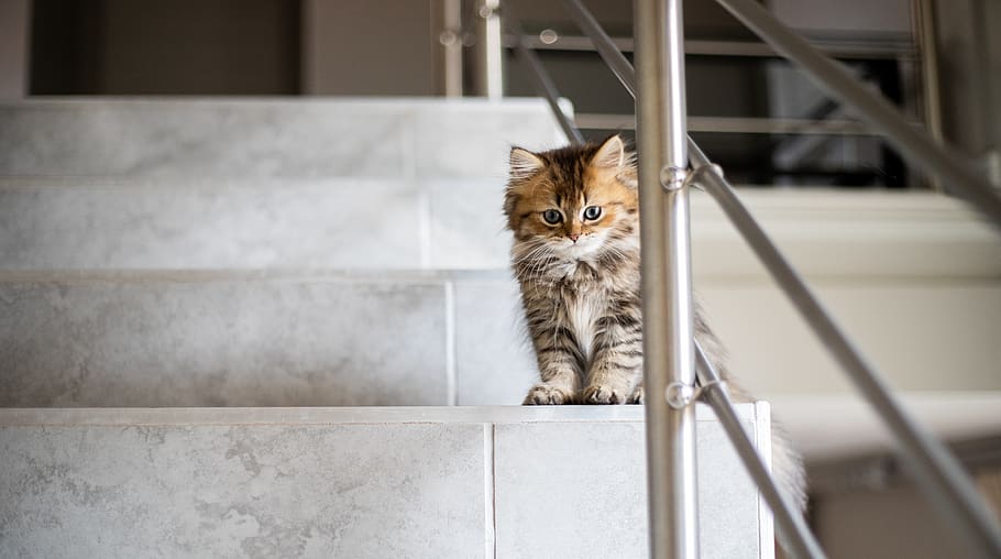 pets, domestic, mammal, one animal, cat, domestic cat, feline HD wallpaper
