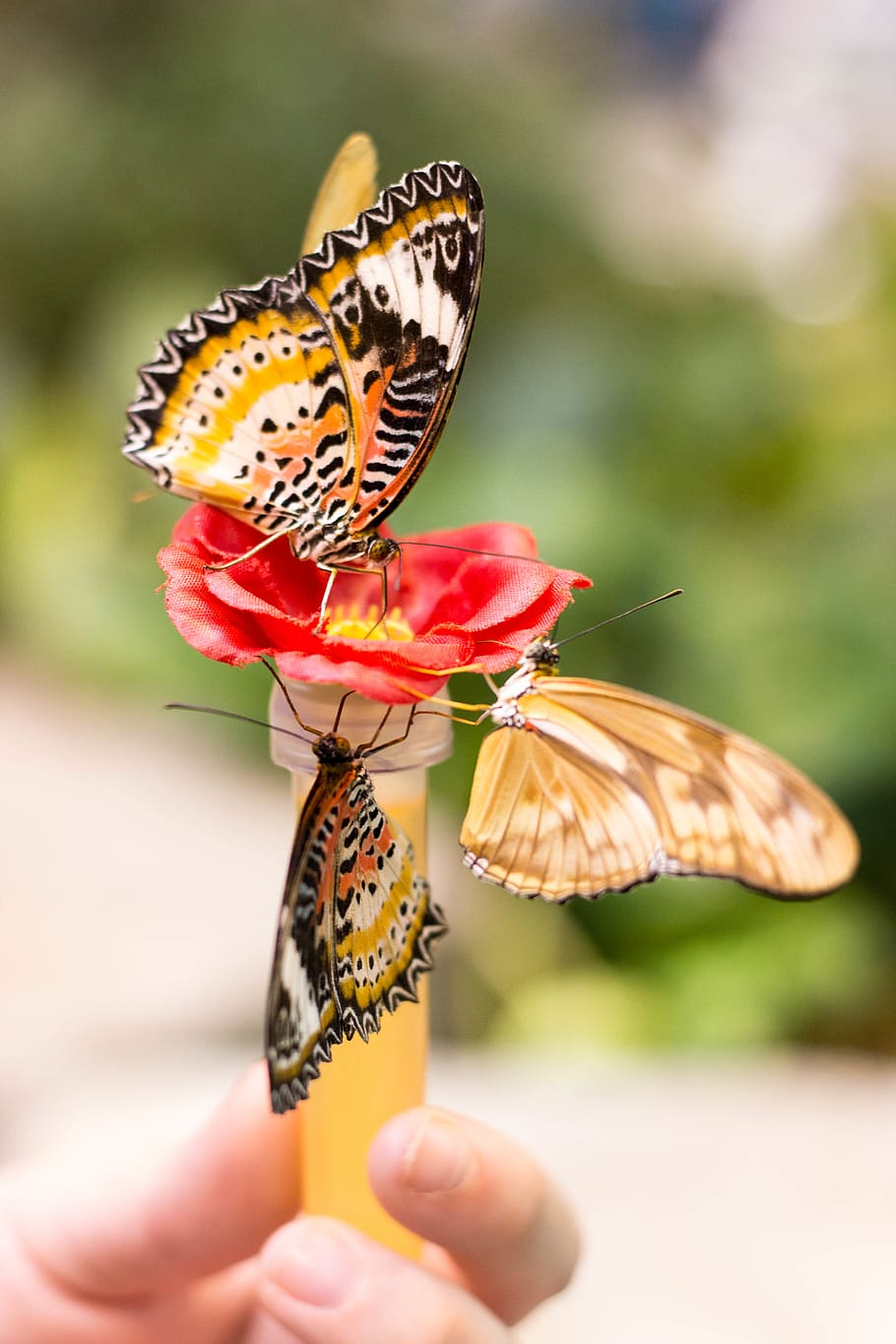 three yellow butterflies, animal, invertebrate, insect, butterfly HD wallpaper