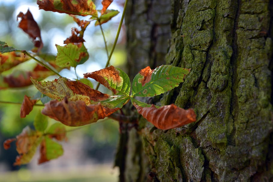 tree, log, bark, leaf, withered, autumn, fall color, pass, finiteness HD wallpaper