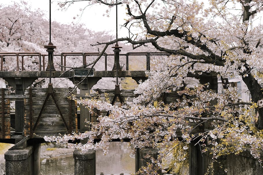 Flowering Tree, bloom, blossom, flora, flowers, season, plant HD wallpaper
