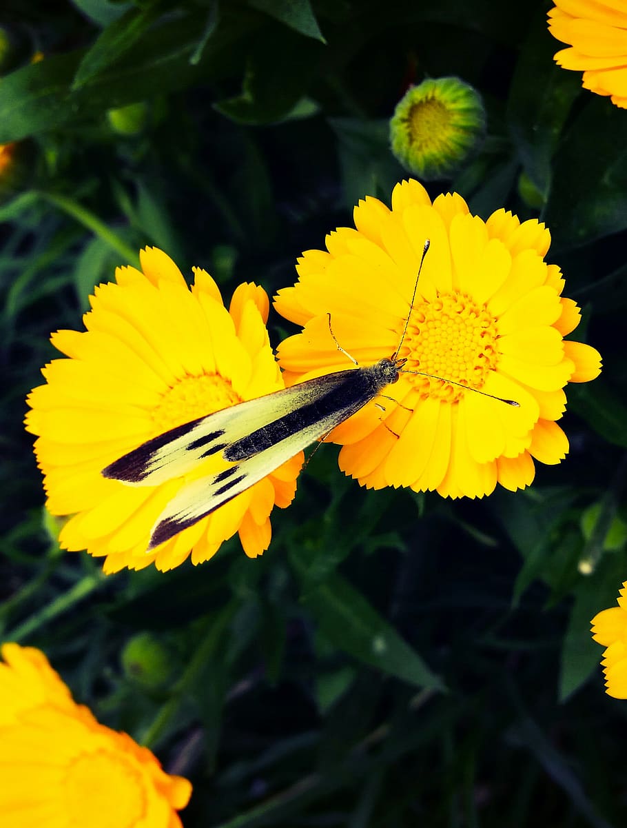 butterfly, flower, yellow, flowering plant, fragility, petal HD wallpaper