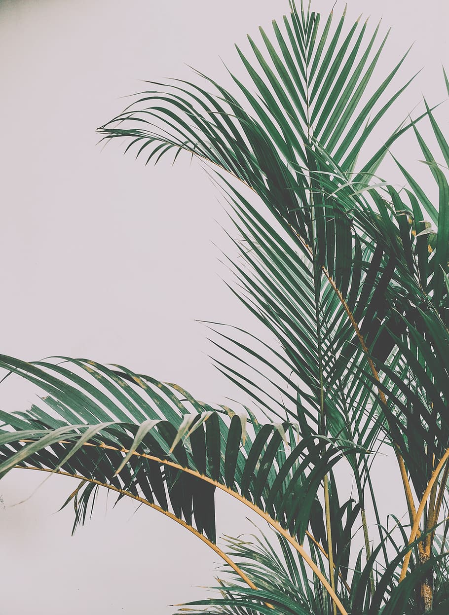 indonesia, palu, leaf, palm tree, palm leaf, growth, tropical climate HD wallpaper