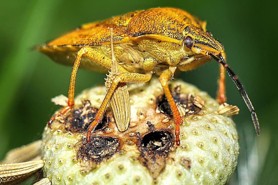 insect, macro, nature, closeup, animal themes, animal wildlife HD wallpaper