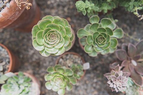united states, cold spring, rose, cactus, cacti, green, plants HD wallpaper