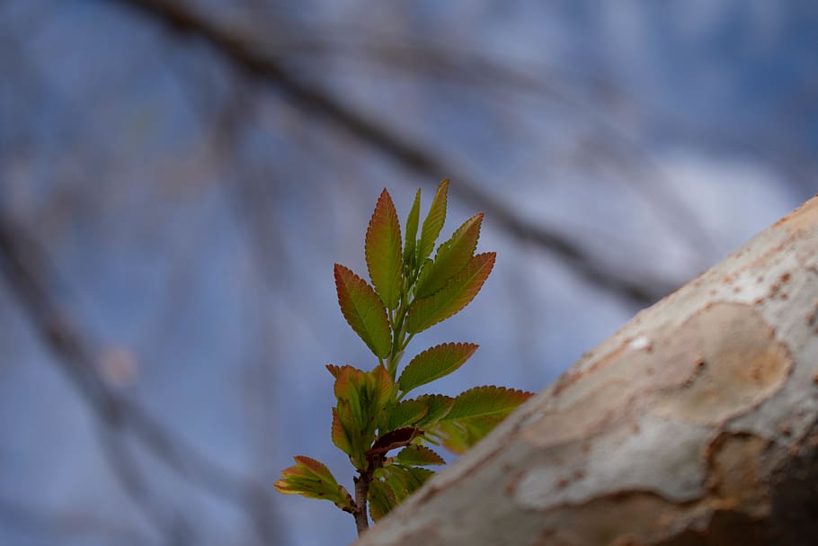 tree, sapling, nature, photography, green, spring, plant, growth HD wallpaper