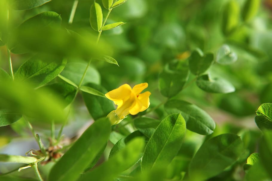 leaf, green, flower, blur, plant, close-up, garden, branch HD wallpaper