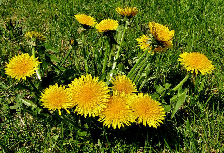 spring, dandelion, close up, macro, plant, flower, meadow, wild flower HD wallpaper