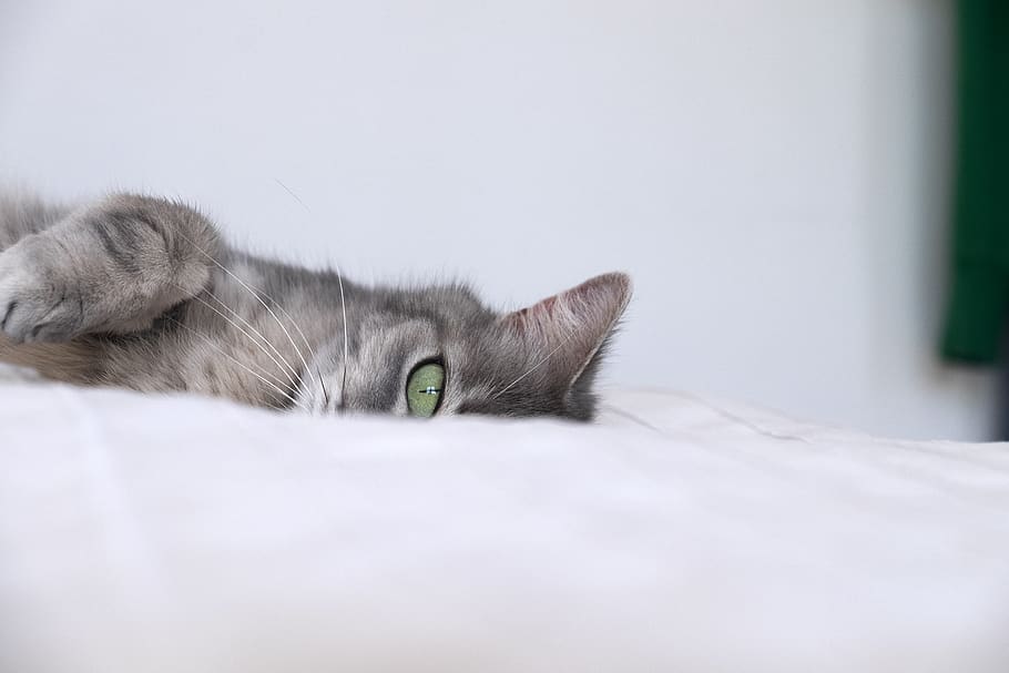 canada, montreal, cat, eye, minimal, calm, domestic, pets, mammal HD wallpaper