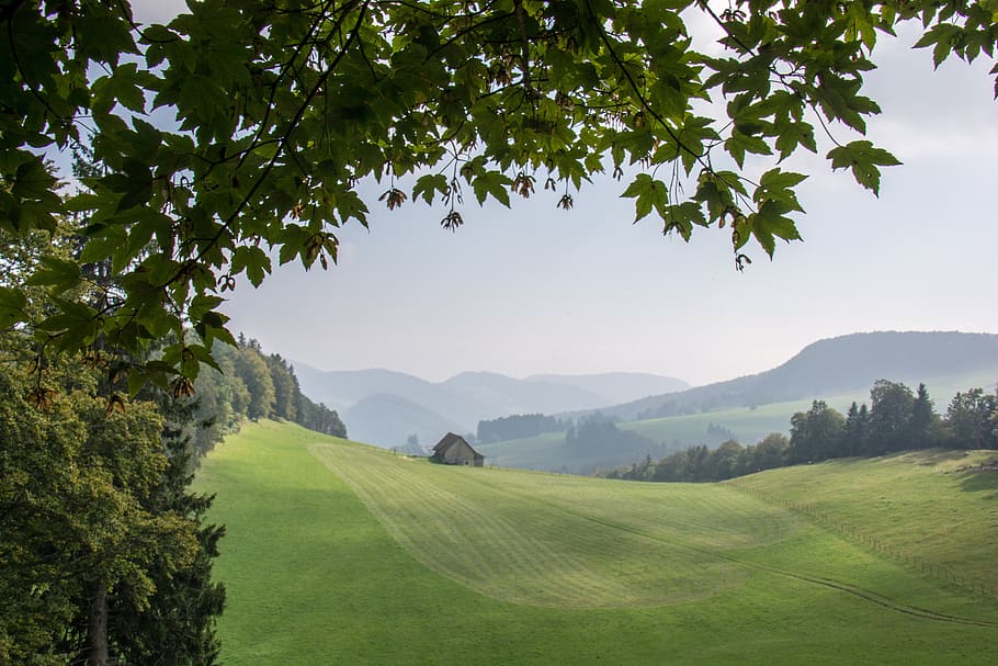 tree, landscape, nature, panorama, grass, summer, hill, sky HD wallpaper