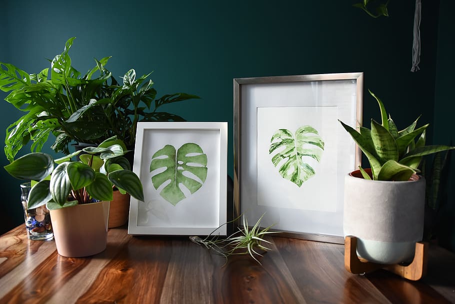 art prints, botanical art, plant art, frame art, wall decor, HD wallpaper