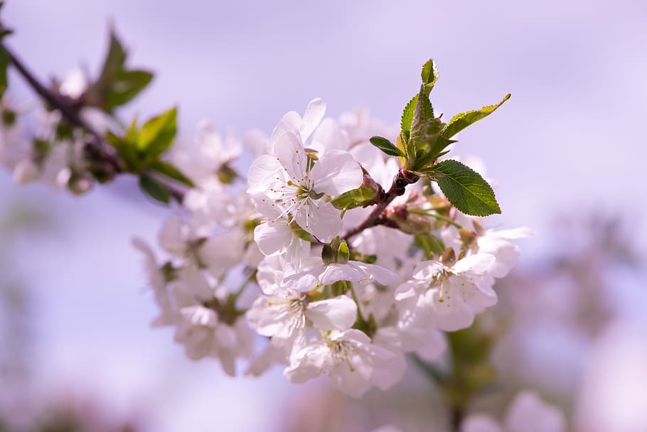 flowers, white, branch, spring, nature, garden, vegetable garden HD wallpaper