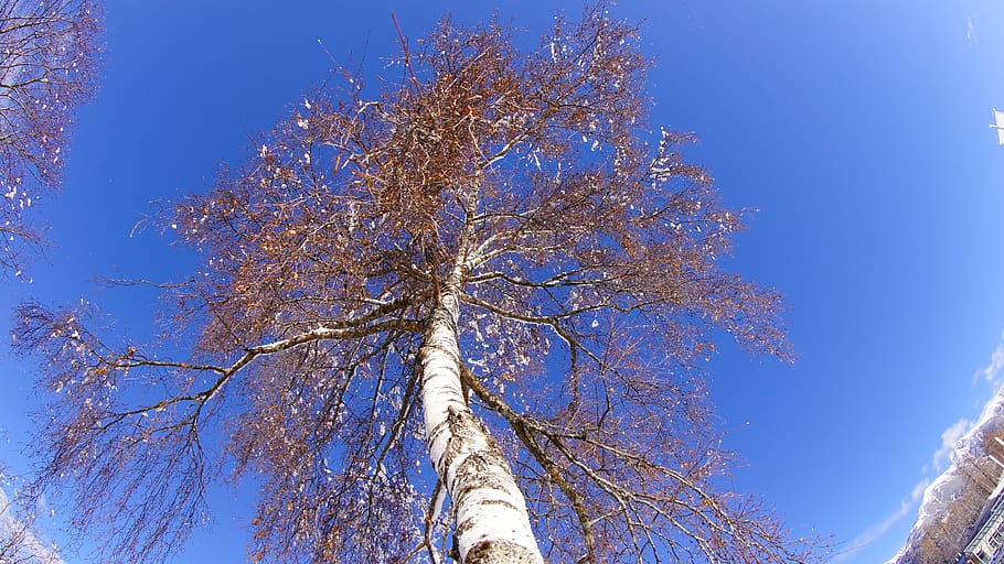 austria, seefeld, tree, plant, sky, low angle view, beauty in nature HD wallpaper