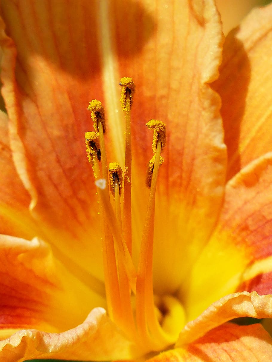 Yellow Petal Flower, anther, bloom, closeup, daylily, flora, hemerocallis, HD wallpaper