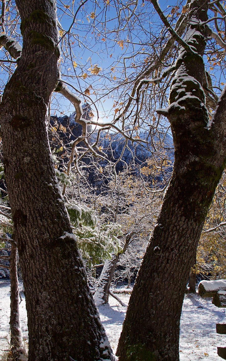 tree, plant, tree trunk, yosemite, usa, outdoors, nature, snow HD wallpaper