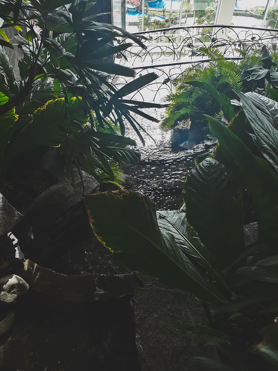 plants, resort, panama, green, growth, leaf, plant part, nature HD wallpaper