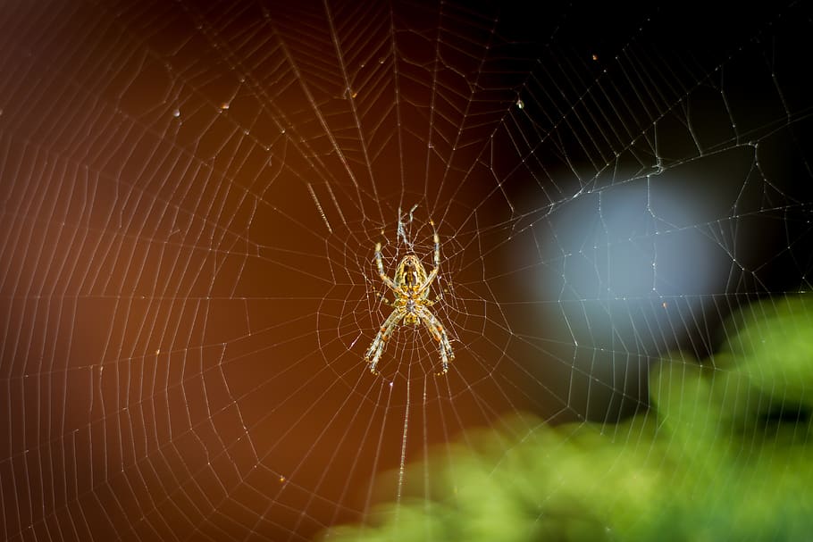spider, spider net, spider web, insect, fragility, vulnerability HD wallpaper