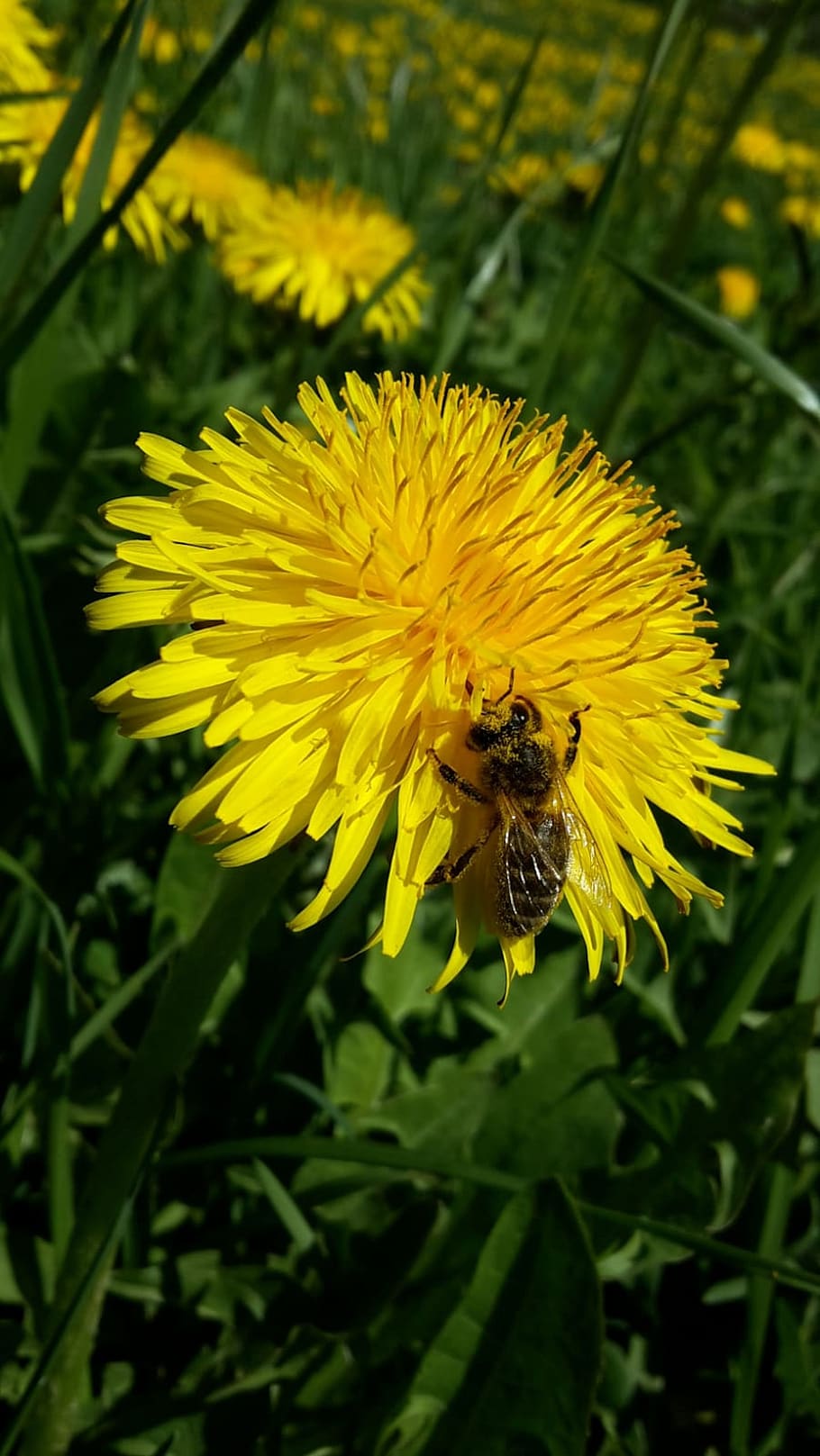 spring, dandelion, flowers, honey, wasp, yellow, flowering plant HD wallpaper