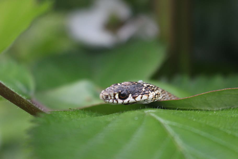 france, romans-sur-isère, devill, snake, animal, serpent, plant part HD wallpaper