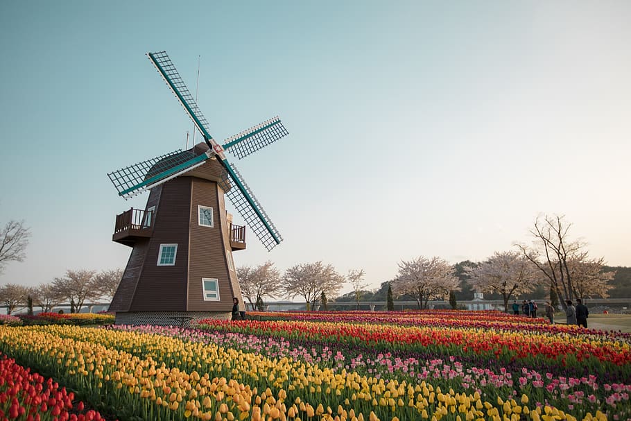suncheon bay, the dutch garden, windmill, tulip, renewable energy, HD wallpaper