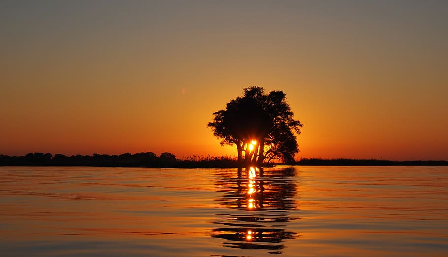 Calm Water Surface Overlooking Sun Setting on the Horizon Blocked by the Silhouette of Tree HD wallpaper