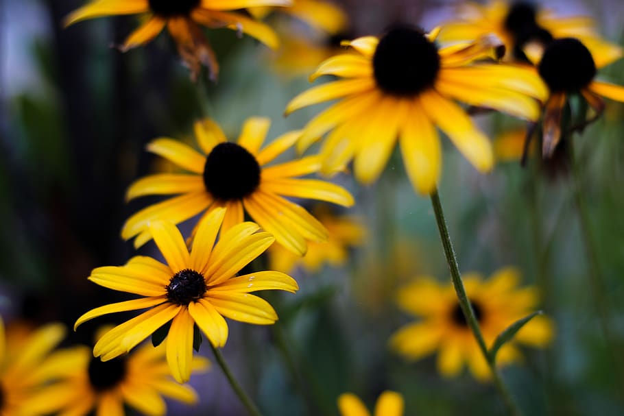 fall, rainy, flower, yellow, garden, daisy, flowering plant HD wallpaper