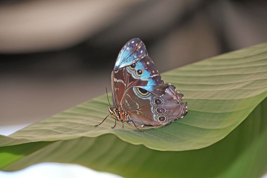 butterfly, leaf, insect, animals, animal world, garden, background HD wallpaper