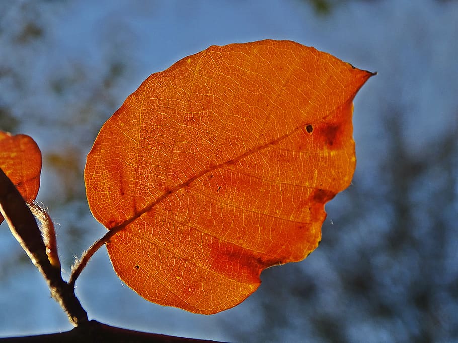 fall, leaf, beech, colorful, orange, light, nature, orange color HD wallpaper