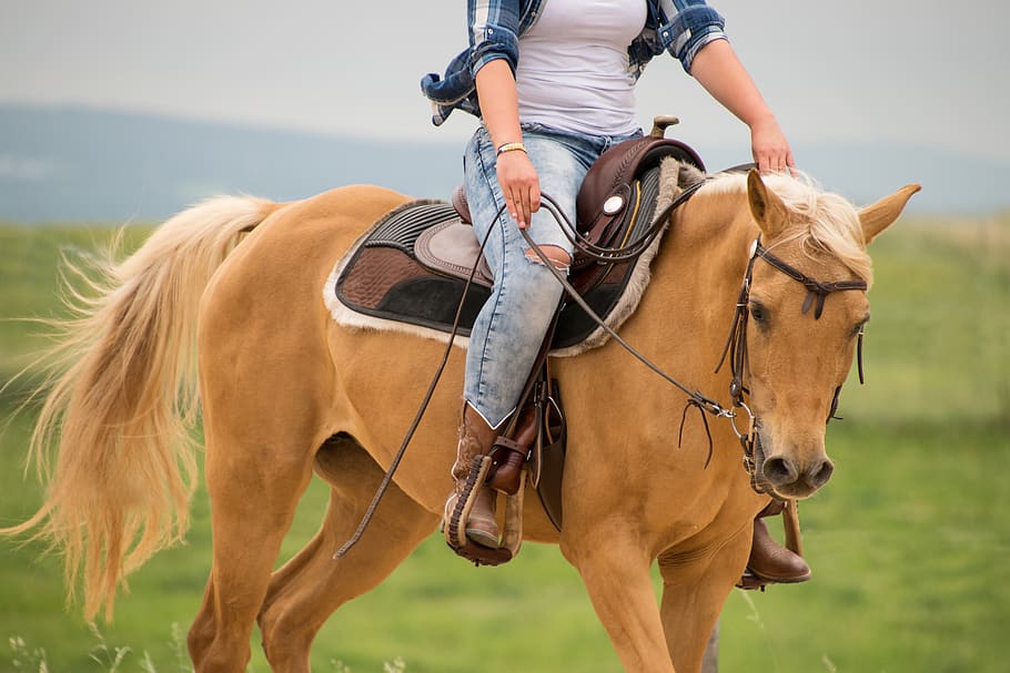 horse, western, palomino, arabs, saddle, reins, reiter, cowgirl, HD wallpaper