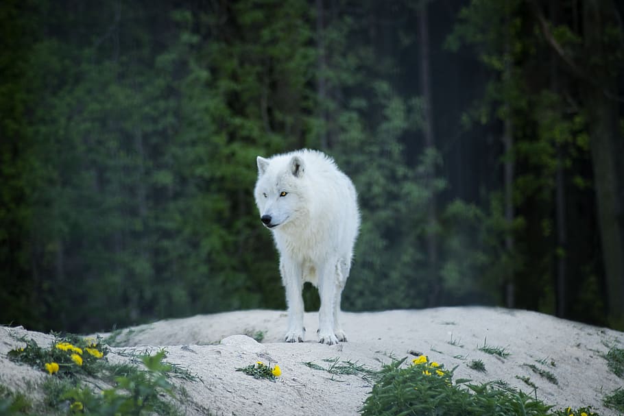 White Wolf on Floor, cold, daylight, forest, zing, frost, frosty HD wallpaper