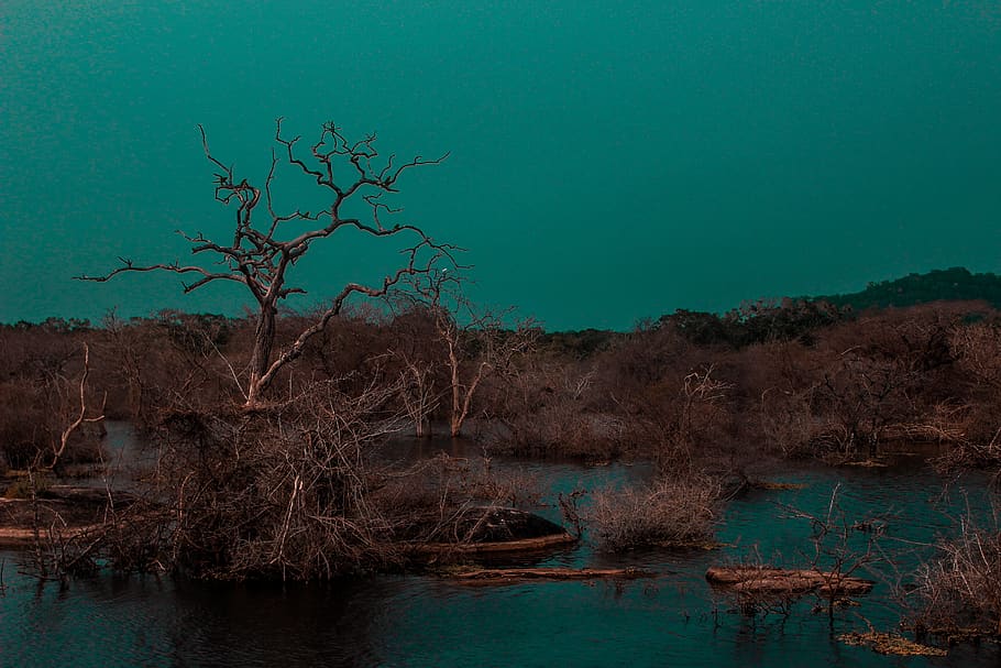 water, tree, nature, plant, no people, land, river, tranquility HD wallpaper