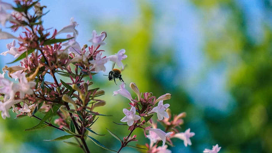 bee, insect, flower, plant, nature, spring, flowering plant HD wallpaper