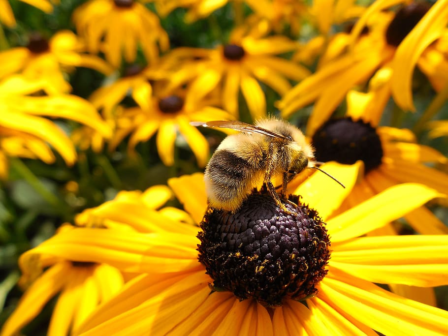 Macro Photography of Bumblebee on Flower, animal, beautiful, bloom HD wallpaper