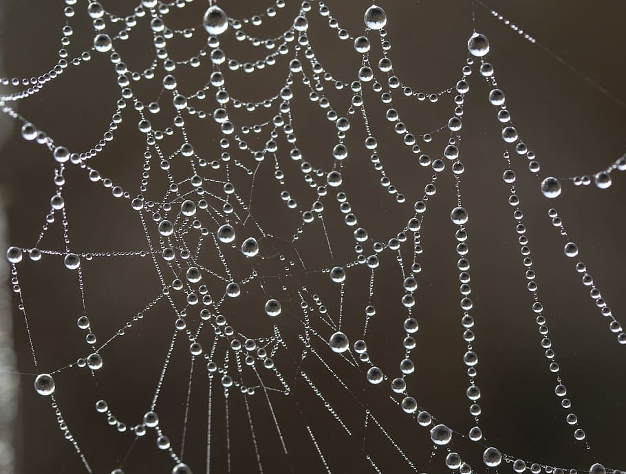 spider web, drops, water, dew, in the morning, nature, macro HD wallpaper