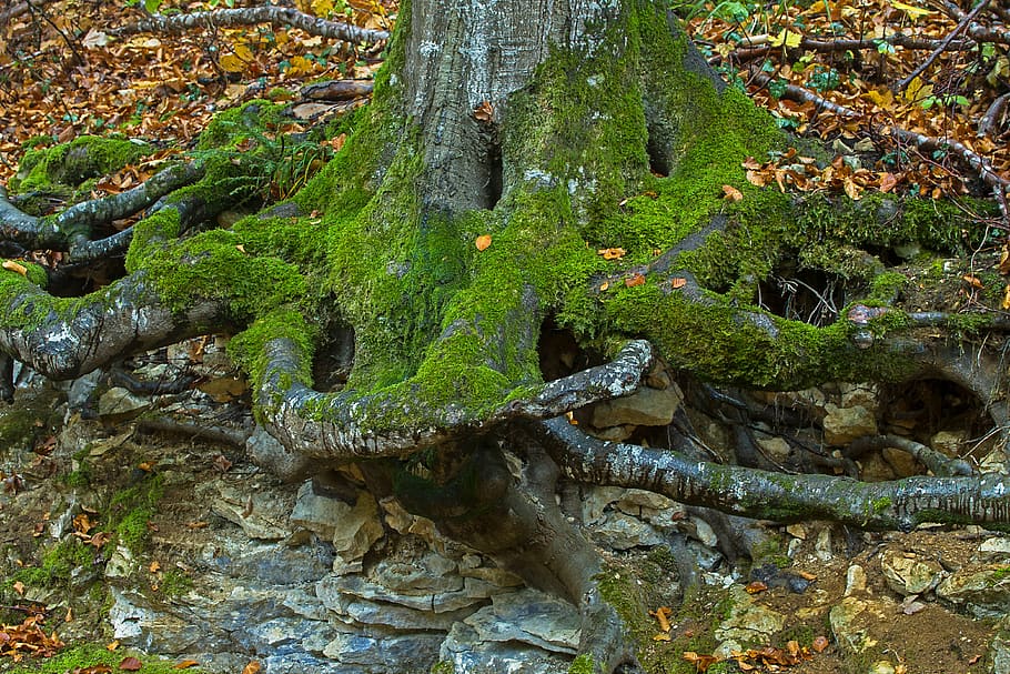 root, rhizome, tree trunk, rooted, mis shapen, log, reptile HD wallpaper