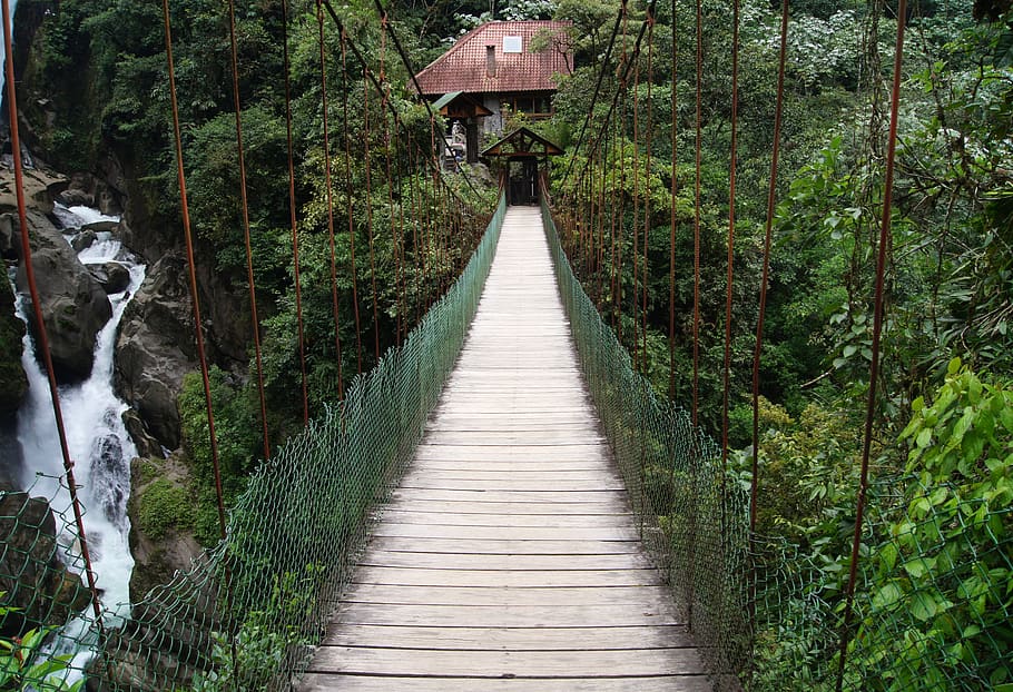 ecuador, banos, trees, bridge, forest, jungle, plant, direction HD wallpaper