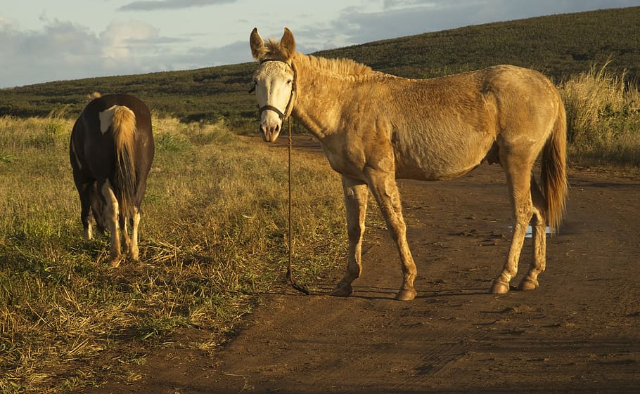 mule, equine, horse, animal, hybrid, open range, sunshine, grazing, HD wallpaper