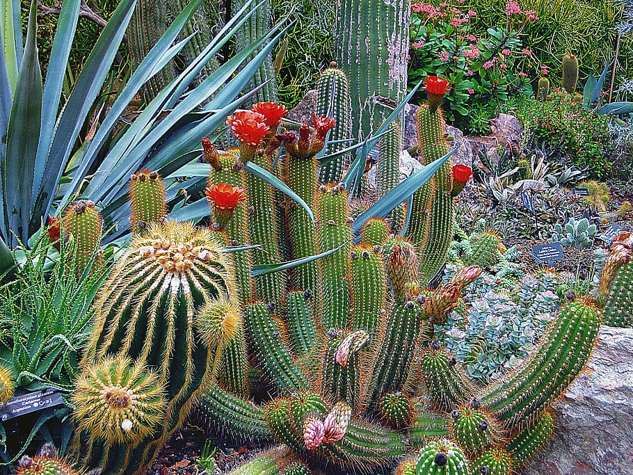 Close-up of Cactus, botanical, cacti, color, desert, exotic, flora