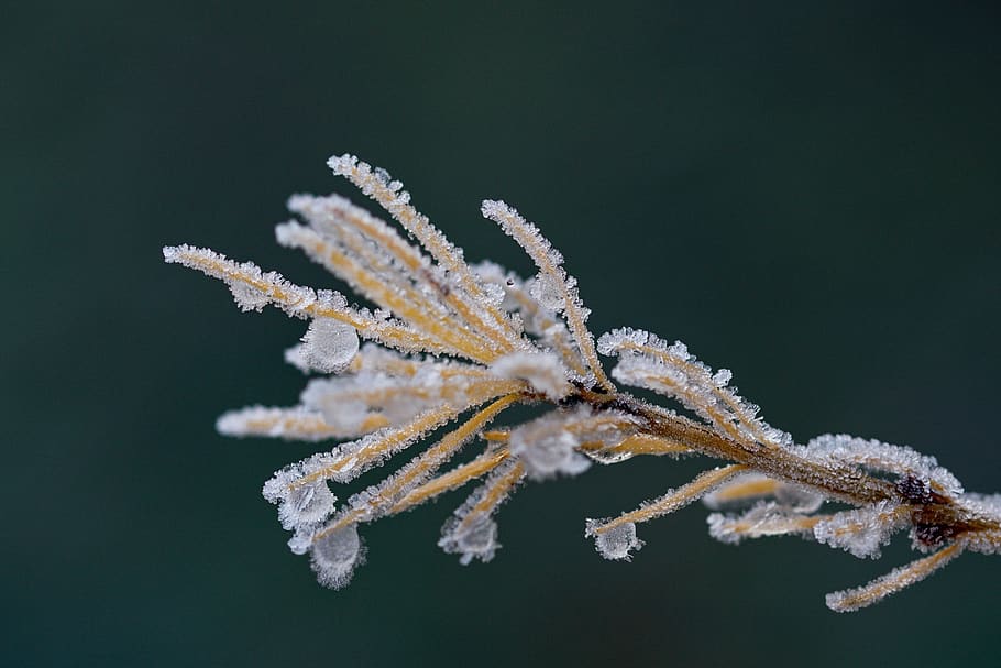icing, plant, winter, macro, close-up, animal themes, animal wildlife HD wallpaper