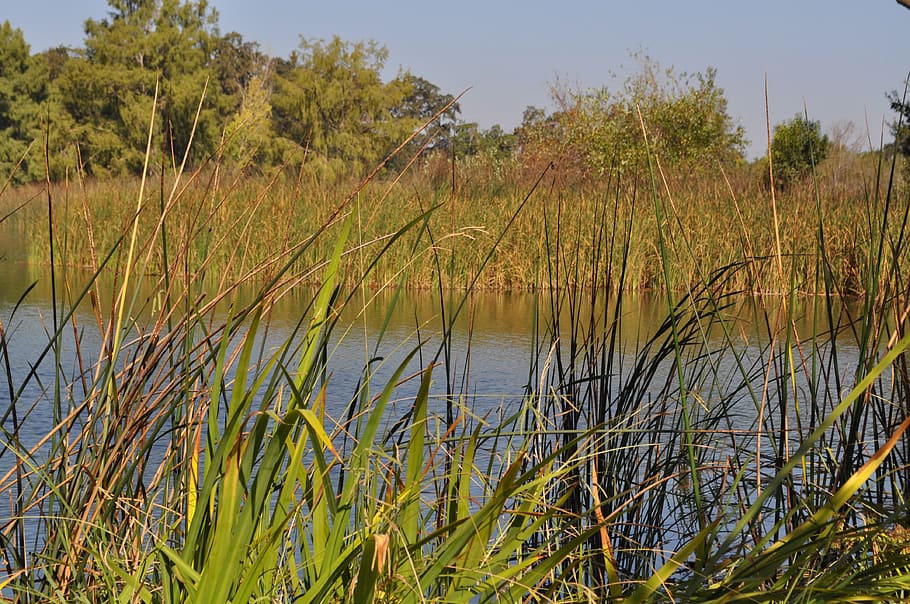 reeds, river, nature, park, plant, growth, water, tranquility HD wallpaper