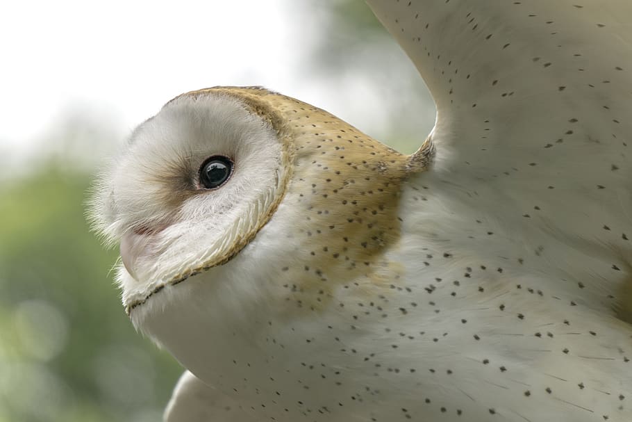 owl, determination, flying, bird, preying, animal themes, one animal HD wallpaper