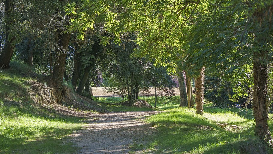 path, forest, nature, trees, hiking, via, scenic, summer, trail HD wallpaper
