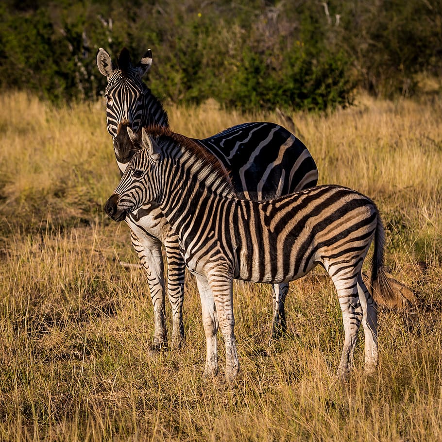 two zebras on grass, animal wildlife, animals in the wild, animal themes HD wallpaper