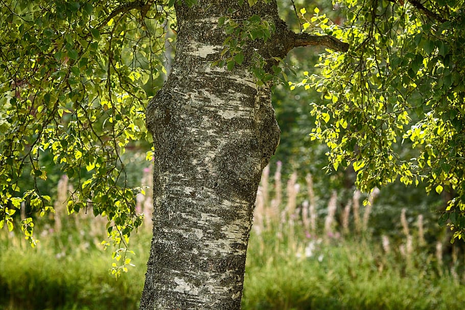 leaf, tree, birch, wood, nature, leaves, plant, tree trunk HD wallpaper