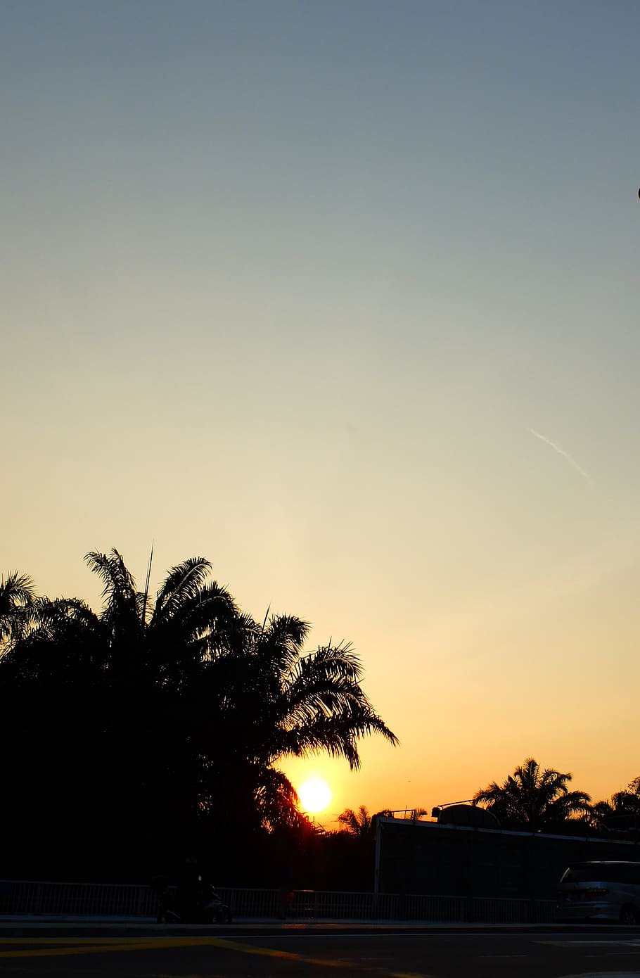 Silhouette of Coconut Tree, backlit, beach, dawn, evening, landscape HD wallpaper