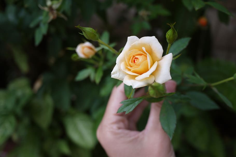 Person Holding Yellow Rose Selective-focus Photography, bloom HD wallpaper