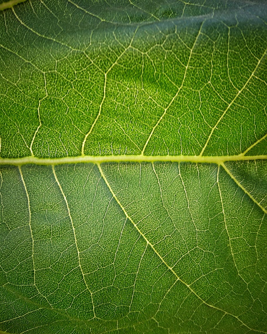 iran, zanjan, green color, leaf, plant part, full frame, close-up HD wallpaper
