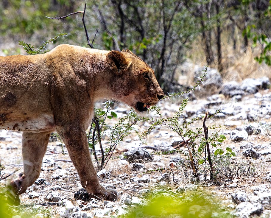brown tiger on focus photography, wildlife, namibia, mammal, animal