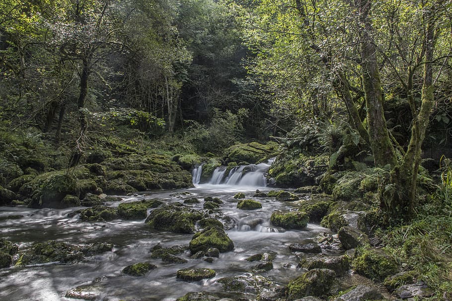 spain, colunga, obaya, trees, fall, forest, river, plant, scenics - nature HD wallpaper