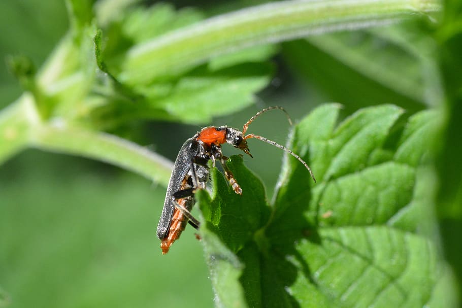 soldier beetle, red beetle, invertebrate, insect, animal wildlife HD wallpaper